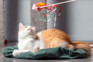 A fluffy red and white cat is lying on the mat and playing with a toy on a stick. Indoor cat, close-up, blurred background