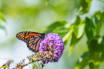 Monarch butterfly feeding from purple flowers of butterfly bush in garden