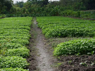 Fototapeta na wymiar Green and thriving plants