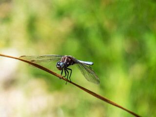 Keeled Skimmer Dragonfly, Orthetrum coerulescens facing camera