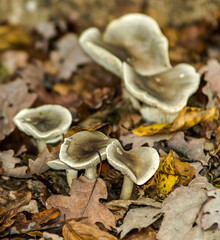 Fototapeta premium Champignons arboricoles à Rignat, Ain, France