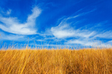 Golden field