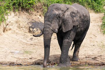 African elephant, Loxodonta africana