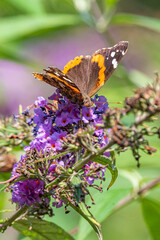 Red Admiral butterfly feeding from purple flowers in garden