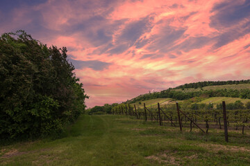 Fototapeta na wymiar Vineyards in South Moravia near Mikulov in the Czech Republic. In the background is the Holy Hill and the sky at the setting sun