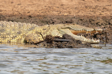 Nile Crocodile, Crocodylus niloticus