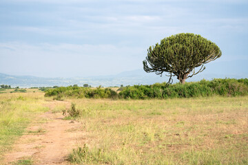 Naklejka premium Landscape, National Parks of Uganda, Africa