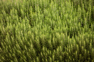 green rosemary Bush close-up, background. 