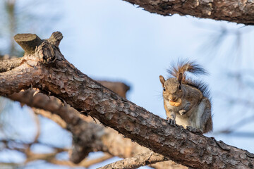 Fototapeta na wymiar Grey Squirrel
