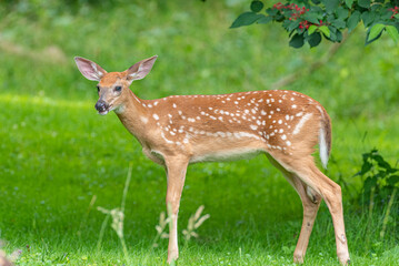 Naklejka na ściany i meble Cute baby whitetail deer standing in field near forest