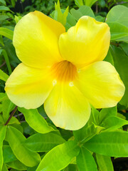 Bright yellow exotic flower close-up.