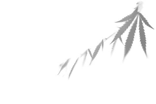 Gray shadows of a bush with leaves of marijuana, hemp on a white wall.