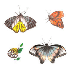 Set of Colorful Butterfly Hand Drawn Illustration. Butterfly Drawn by Color Pencils.