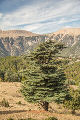 Antalya Bey Mountains and cedar forests...