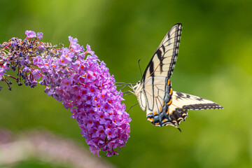 Yellow swallowtail butterfly feeding from purple flower of butterfly bush in garden