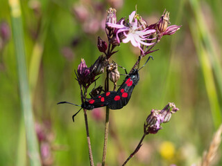 Five-spot Burnet moths, Zygaena trifolii, mating in Devon, England. Profile.