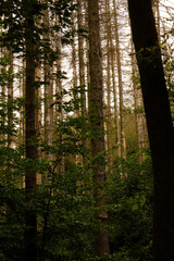 Fototapeta premium Tote Fichten