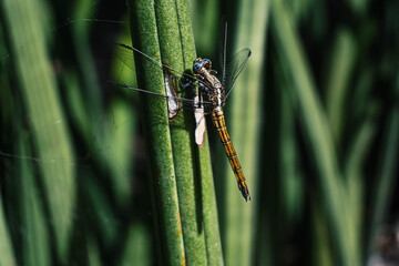 dragonfly on the grass