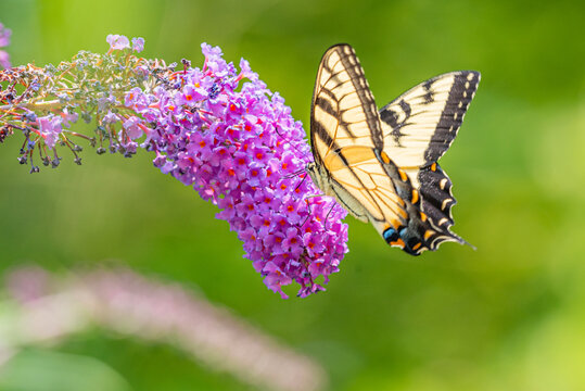 Yellow swallowtail butterfly feeding from purple flower of butterfly bush in garden