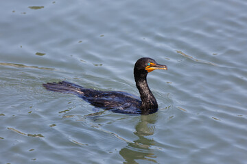 Cormorant Swimming