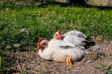 農場　にわとり