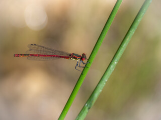 Large red damselfly Pyrrhosoma nymphula in habitat.