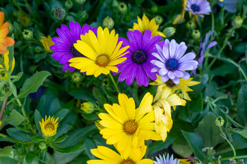 カラフルなガーベラ