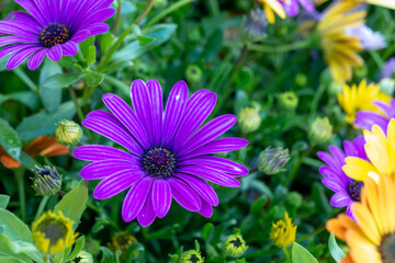 カラフルなガーベラ