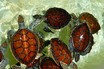 painted turtles in the pond