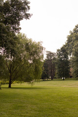 Fototapeta na wymiar Weeping willow tree in park