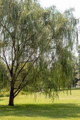 Weeping willow tree in park