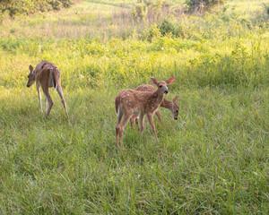 Deer in a field with fawn 