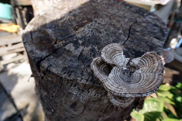 Mushrooms growing on old stumps