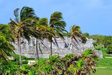 trees in the beach