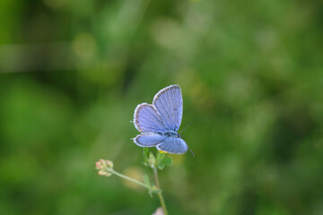 Short-tailed cupid (Cupido argiades).