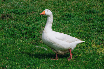 White goose walking on the meadow with green grass at farm. Domestic birds.