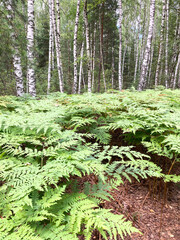 a glade of ferns in a mixed forest