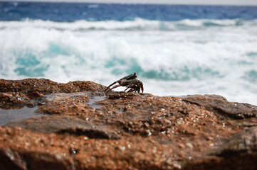 Crab on the background of the sea