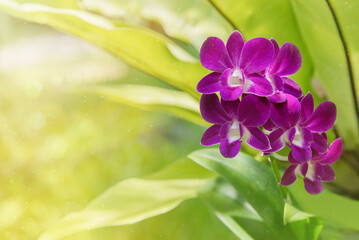Purple orchids on a green background In Thailand. Beautiful yellow-green blurred background. Close up of pink orchids in the tropics. Space for text