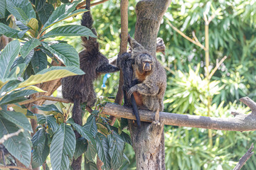 female of saki monkey carrying her baby on the tree, The white-faced saki (Pithecia pithecia) and puppy