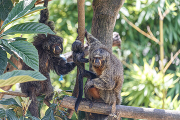 female of saki monkey carrying her baby on the tree, The white-faced saki (Pithecia pithecia) and puppy
