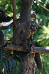 female saki monkey on tree looking at camera