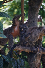 Naklejka premium female saki monkey on tree looking at camera
