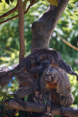 female of saki monkey carrying her baby on the tree, The white-faced saki (Pithecia pithecia) and puppy