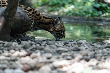 Ocelot drinking, Ocelot in natural environment