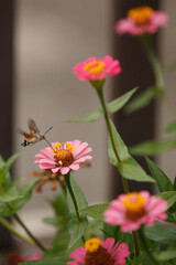 Hummingbird hawk-moth flying on a Zinnia flower, Macroglossum stellatarum Nectaring