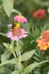 Bombus terrestris foraging on a Zinnia flower