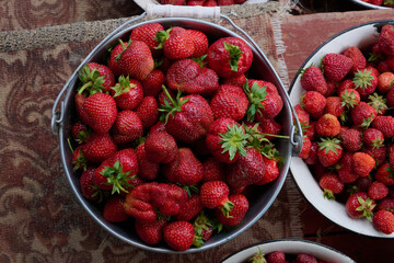 ripe strawberries are collected from the garden in bowls