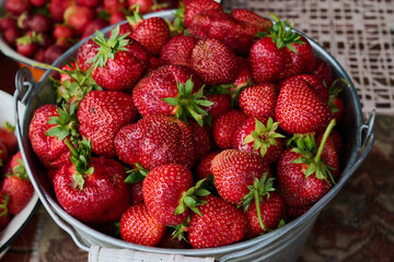 ripe strawberries are collected from the garden in bowls