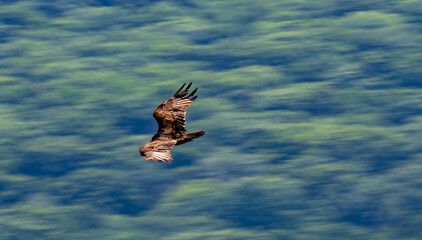 osprey in flight